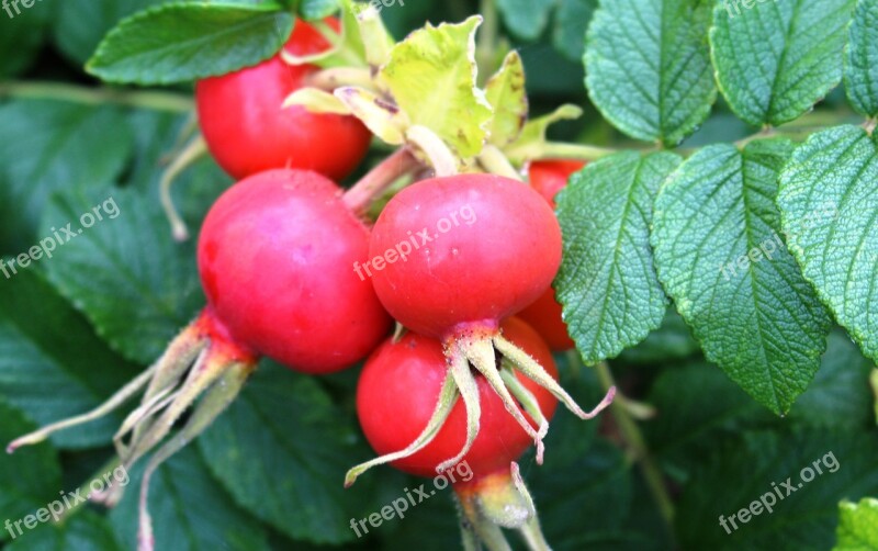 Roses Wild Rose Rosenstock Rose Hip Fruit