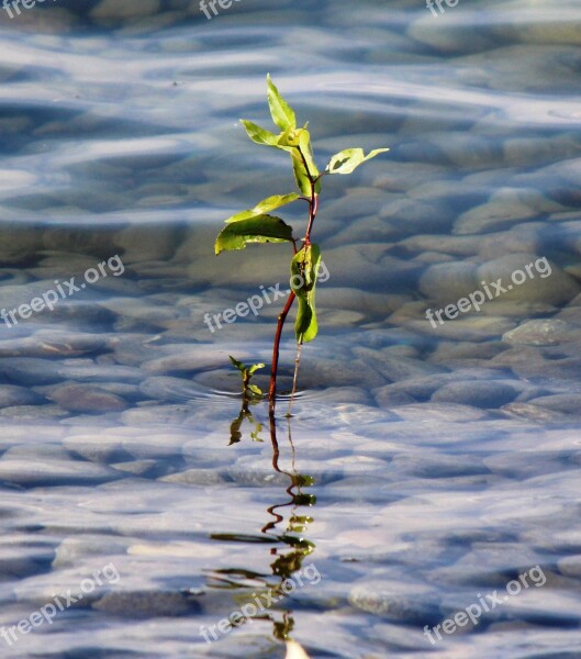 Plants Shoot Nature Lake Stones Ash