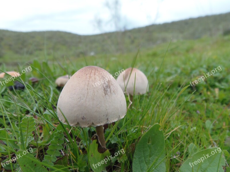 Fungus Mushrooms Forest Nature Macro