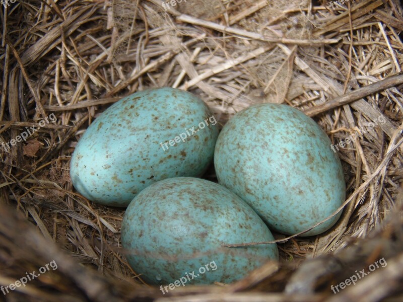 Nest Eggs Blue Birds Egg