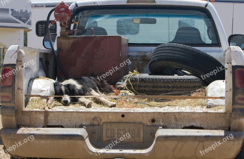 Pickup Truck Dog Sleeping Animal