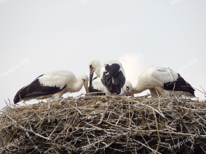 Storks Birds Young Socket Free Photos