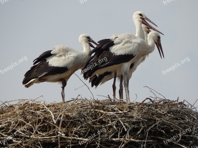 Storks Birds Young Socket Free Photos