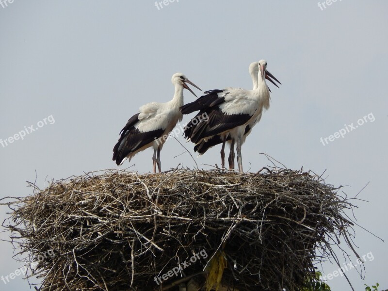 Storks Birds Young Socket Free Photos