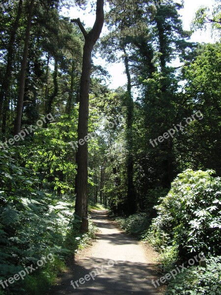 Forest Trail Nature Landscape Path