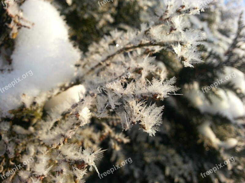 Hoarfrost Winter Ripe Ice Snow