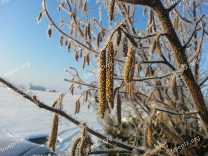 Hazelnut Winter Ripe Ice Snow