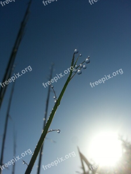 Drop Of Water Reed Pearl Sky Nature