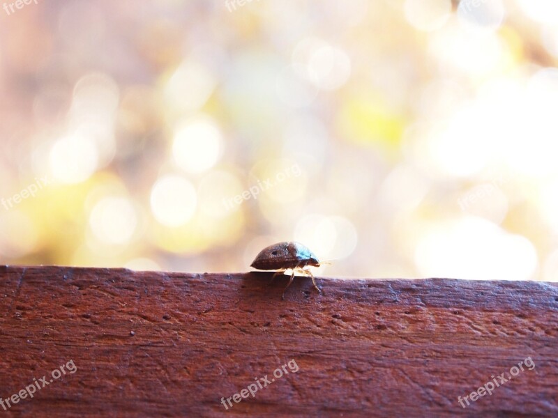 Bug Beetle Bokeh Wood Brown