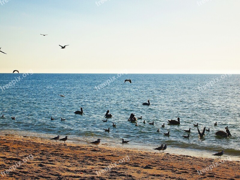 Horizon Birds Ocean Landscape Blue