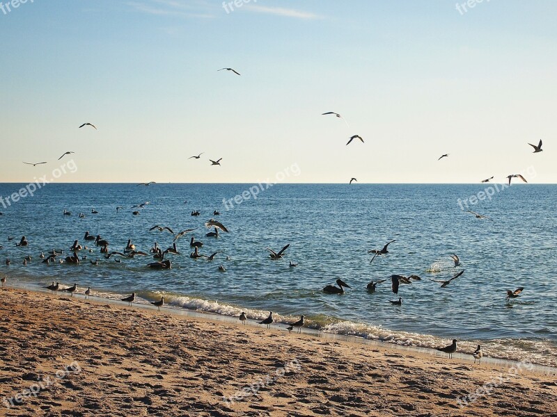 Horizon Birds Ocean Landscape Blue