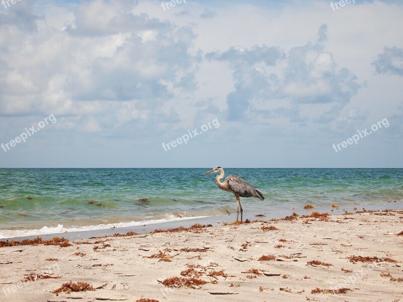 Heron Bird Coast Ocean Landscape