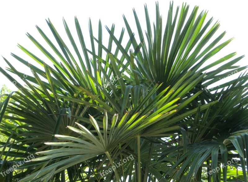 Fan Palm Palm Fronds Tropical Leaf