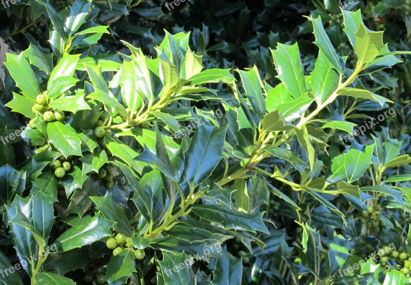 Green Holly Berries Holly Plant Season