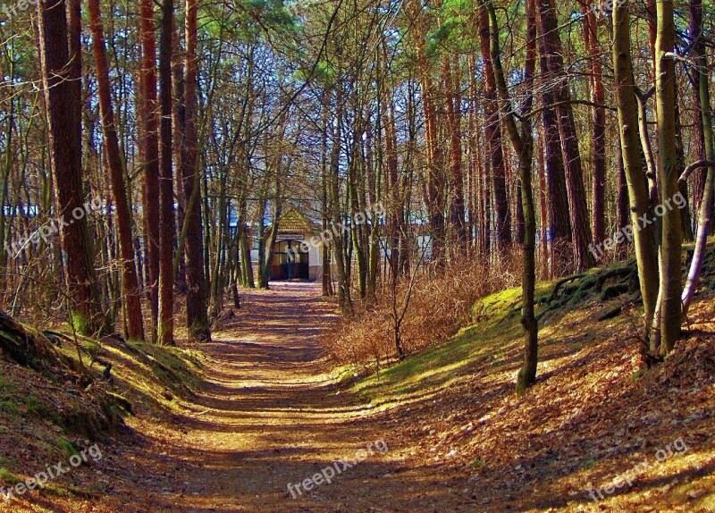 Forest Forest Path Trees Shadow Forest Station