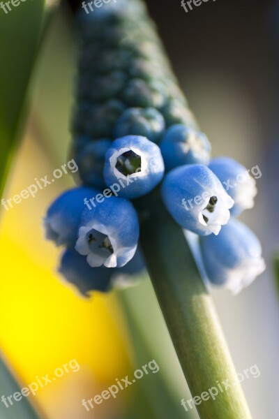 Muscari Flower Blossom Bloom Plant