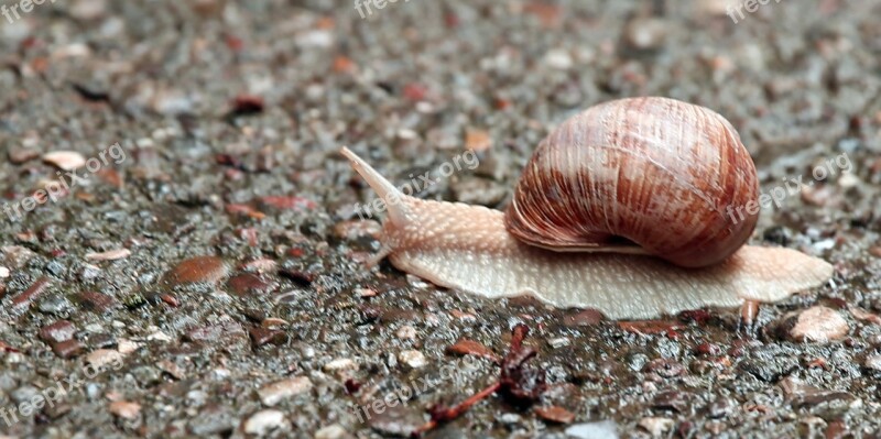 Snail Nature Macro Slowly Shell