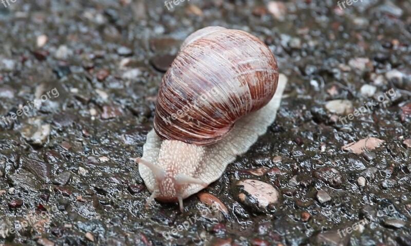 Snail Nature Macro Slowly Shell