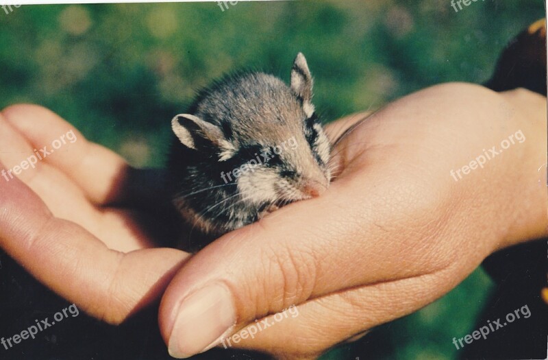 Mouse Wood Mouse Rodent Mammal Free Photos