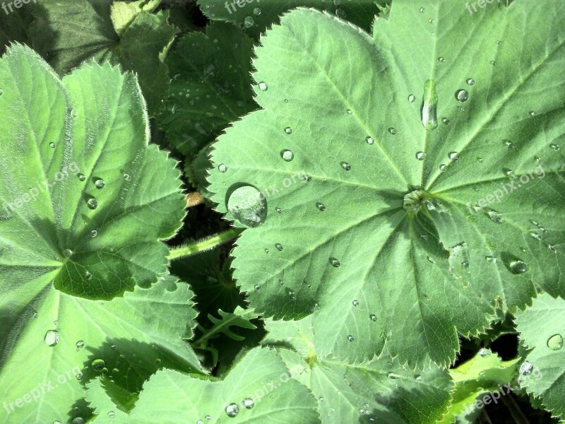 Drop Of Water Leaf Plant Raindrop Green