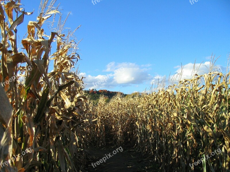 Corn Maze Fall Stalk Harvest