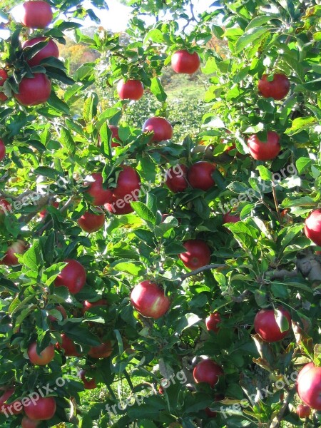 Apples Branch Apple Tree Fruit Red