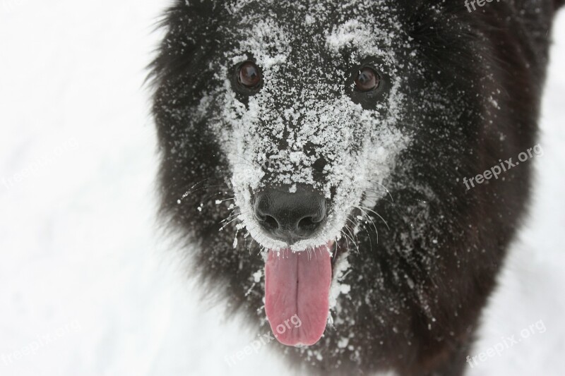 Dog The Pleasure Of Snow Winter Belgian Shepherd Dog