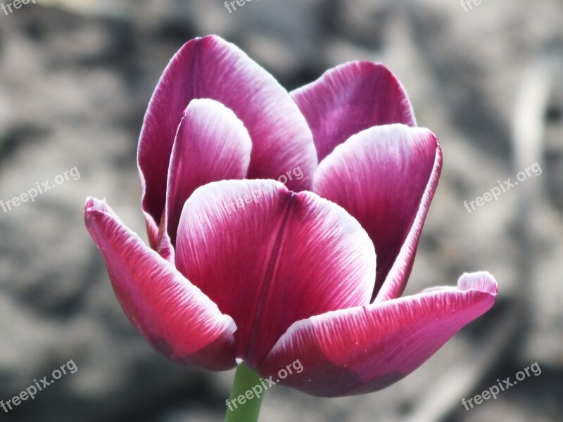 Tulip Purple Closeup Free Photos