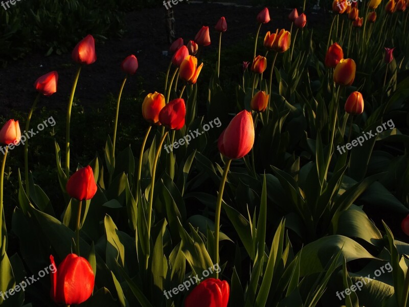 Tulips Flowers Bright Spring Nature