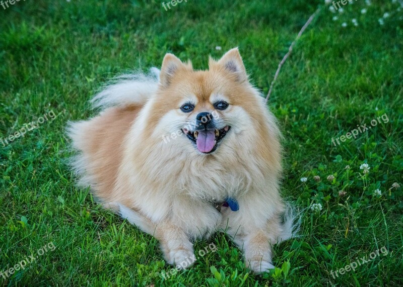 Dog Pomeranian Cute Grass Canine