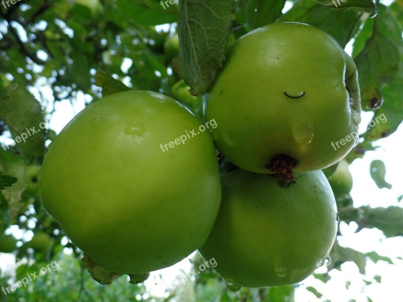 Apple Apple Tree Green Kernobstgewaechs Close Up