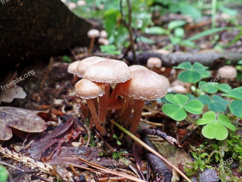 Mushroom Forest Nature Autumn Risk