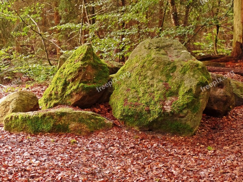 Forest Stones Nature Bemoost Free Photos