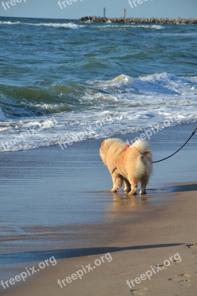 Doggy Chow Chow Walk The Baltic Sea Sea