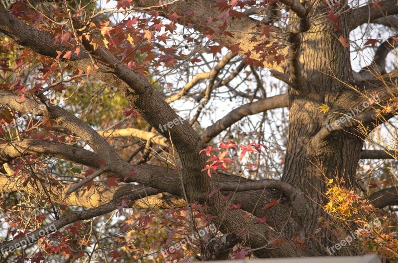 Oak Autumn Leaves Tree Nature