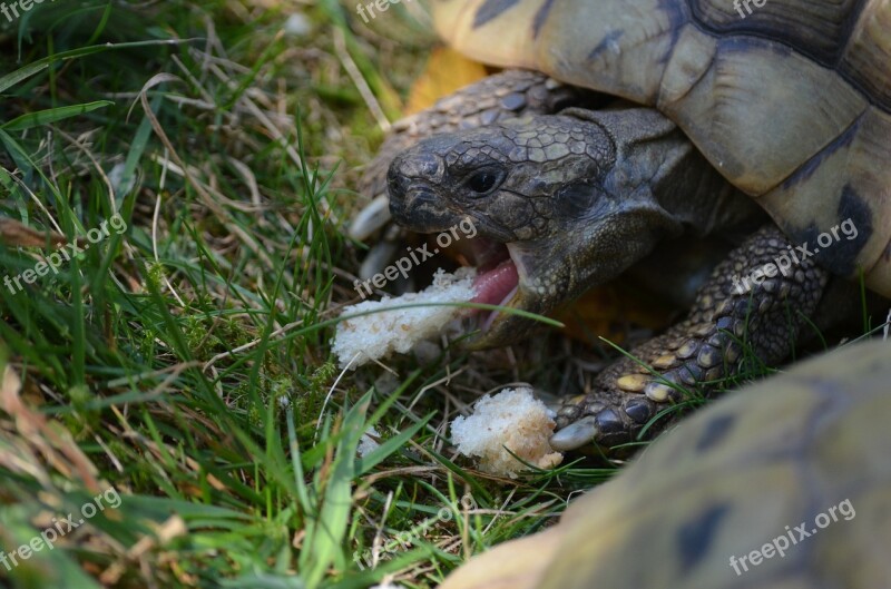 Turtle Tortoise Panzer Reptile Feeding