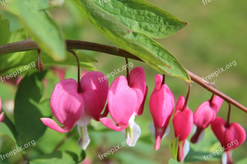 Bleeding Heart Pink Ornamental Plant Garden Flowers