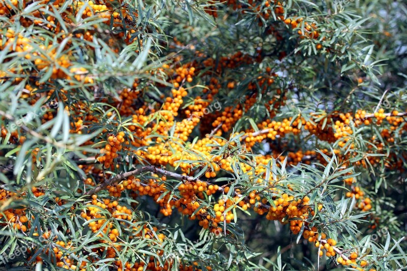 Sea Buckthorn Bush Hippophae Rhamnoides Willow Arbor Dune Dorn