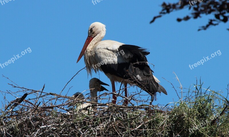 Stork White Stork Storks Mountain Husen Stork Village