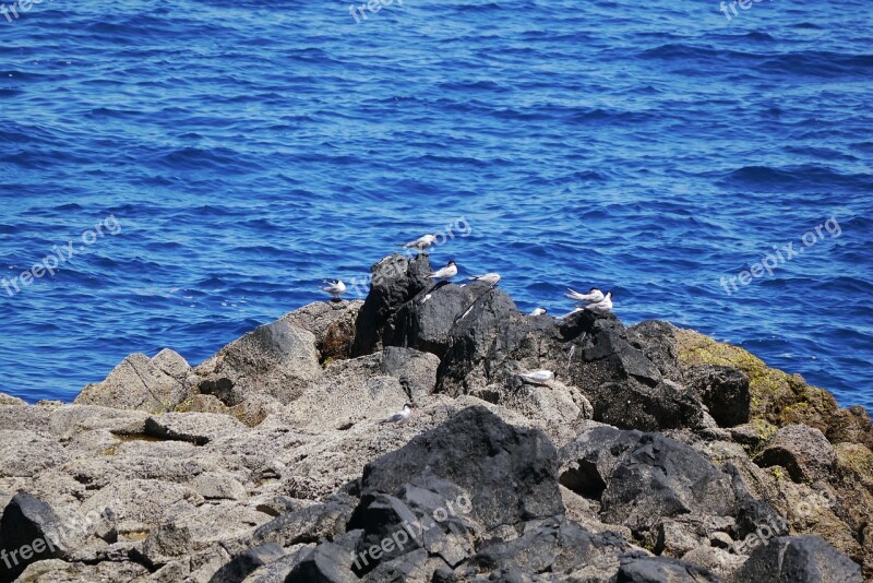 Madeira Birds Seagulls Water Waterfowl