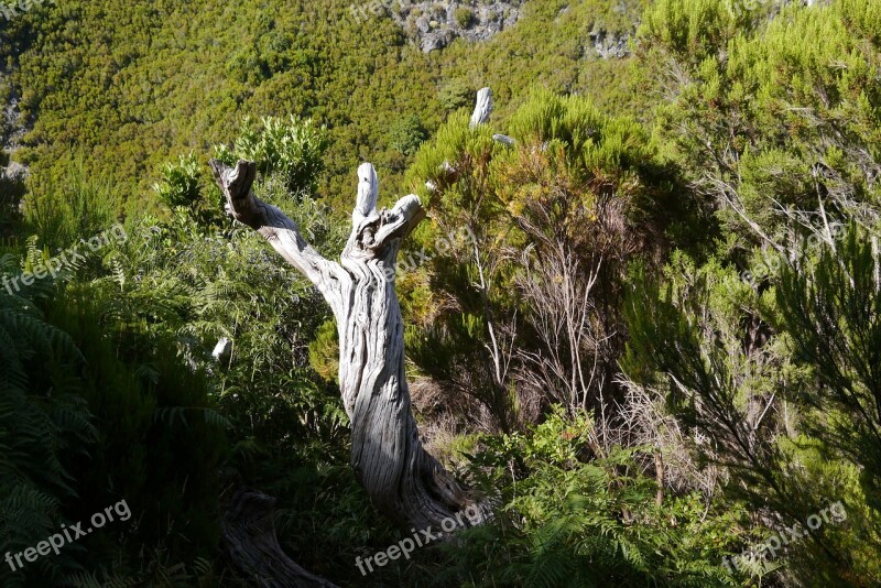 Tree Log Old Gnarled Free Photos