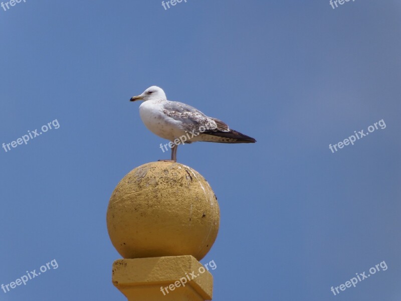 Seagull Birds Animals Sky Animal