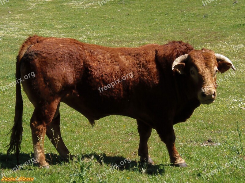 Animal Animals Horns Nature Calf