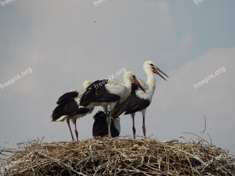 Storks Birds Young Socket Free Photos