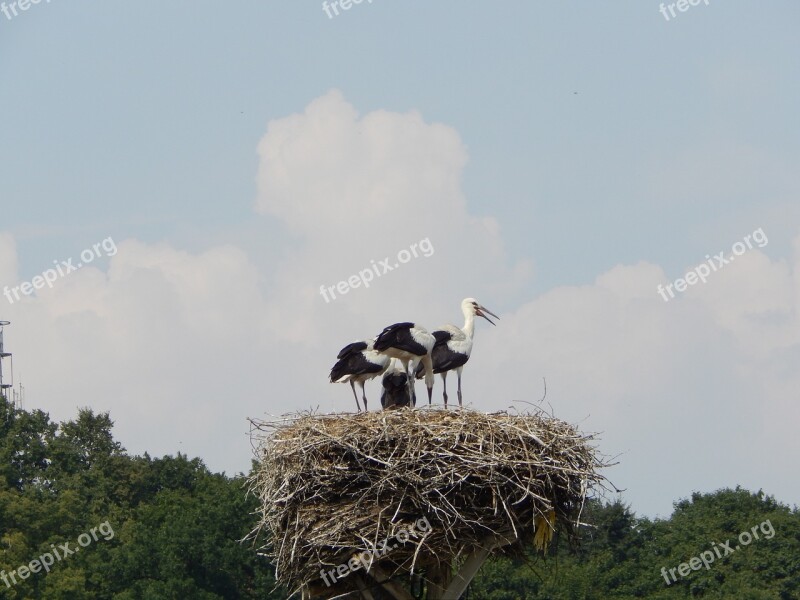 Storks Birds Young Socket Free Photos