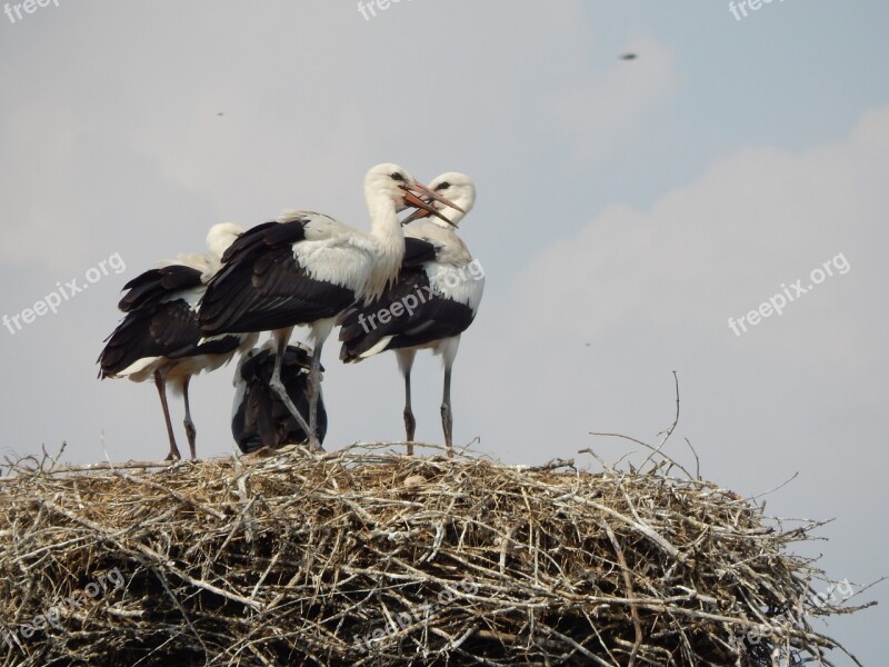 Storks Birds Young Socket Free Photos