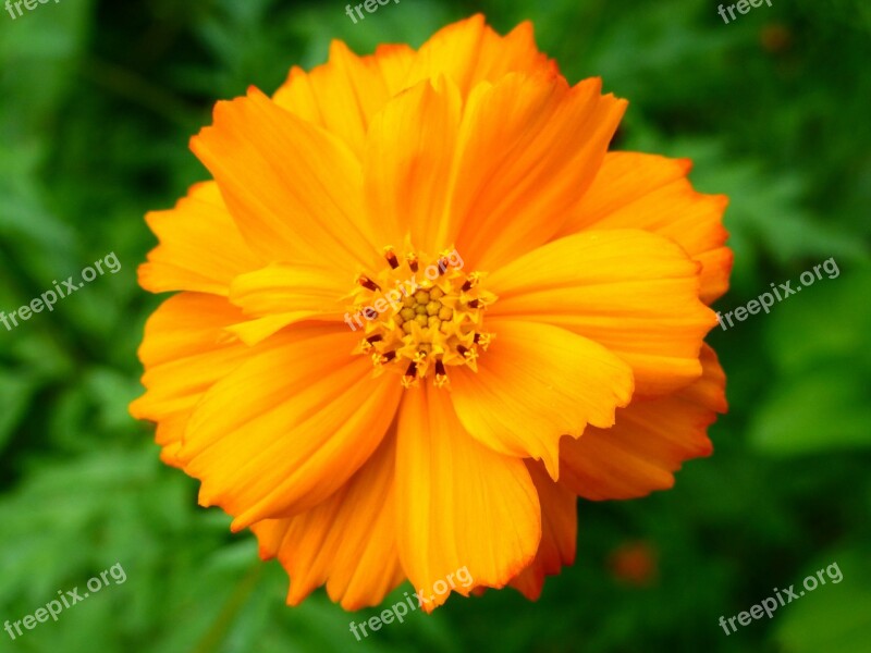 Wildflower Flower Orange Bloom Closeup