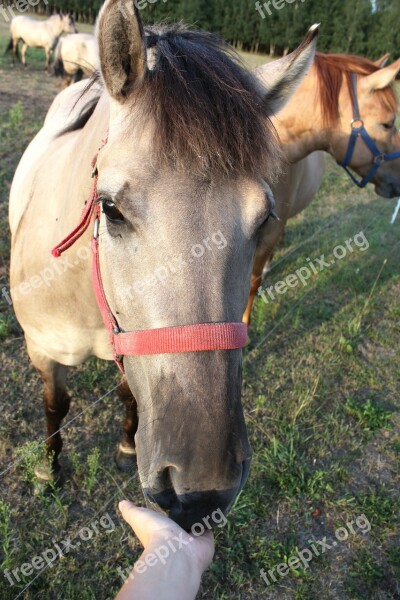 Horse Head The Horse Grzywa Horse Harness Riding The Horsehead Nebula