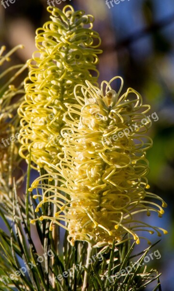 Grevillea Flowers White Australian Native