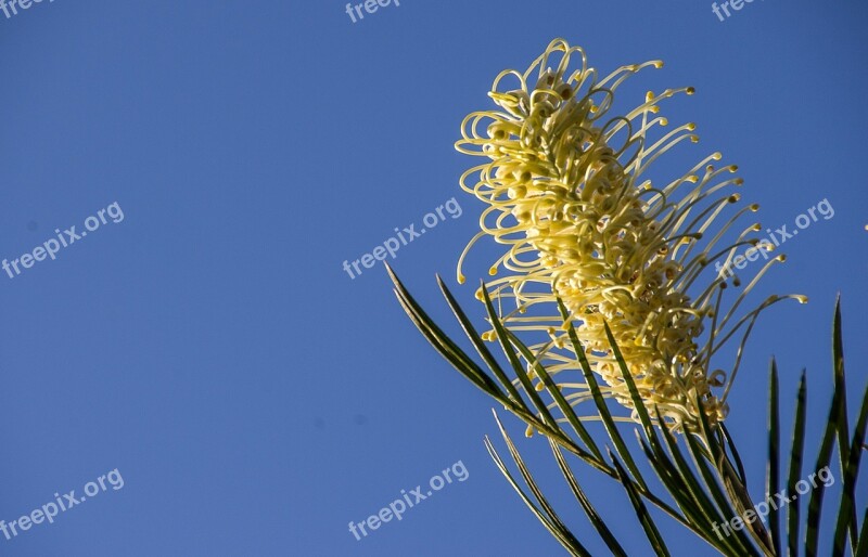 Grevillea Flower Creamy White Australian